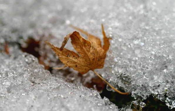 Картинка осень, макро, снег, лёд, лис