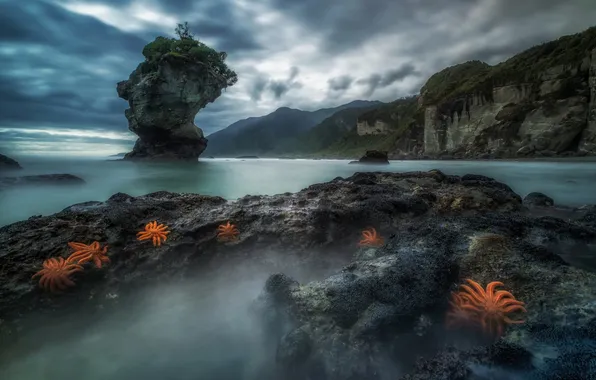 Картинка море, скалы, берег, Starfish Colony