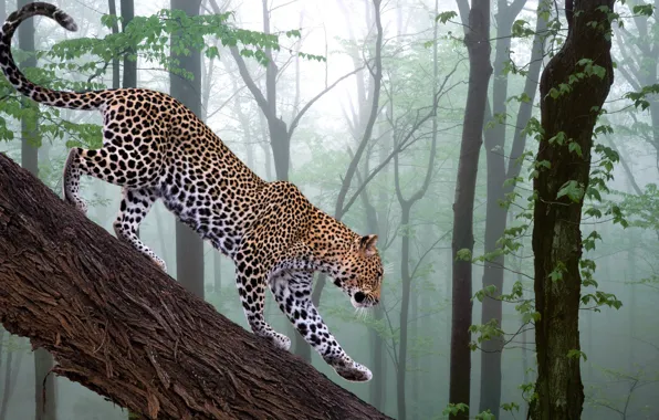 Лес, фотошоп, ветка, leopard