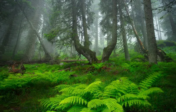 Картинка лес, деревья, туман, forest, папоротник, trees, fog, fern