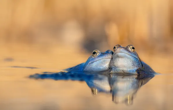 Вода, купание, лягушки, парочка, водоем, две лягушки