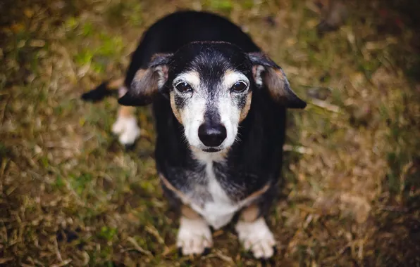 Взгляд, друг, собака