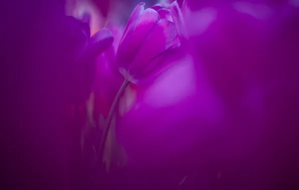 Тюльпан, размытость, тюльпаны, сиренево-розовые