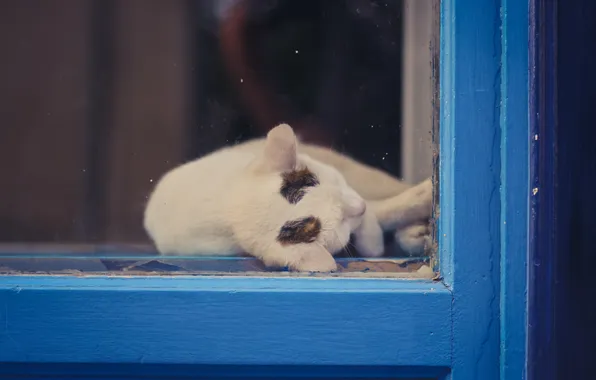 Кошка, кот, отдых, окно