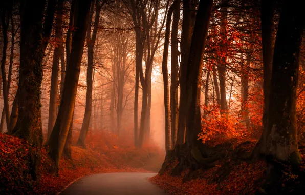 Картинка дорога, осень, лес, листья, деревья, туман, ветви