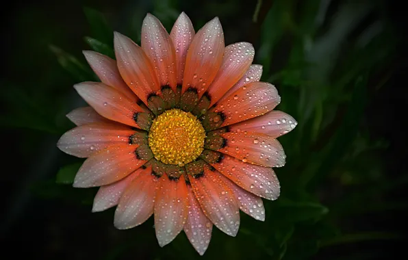 Картинка Макро, Капли, Цветок, Flower, Macro, Drops