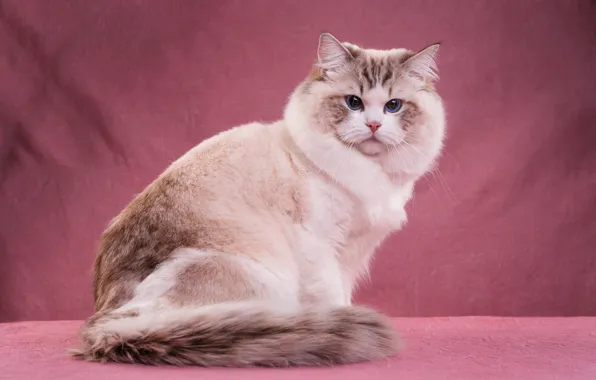 Кошка, кот, взгляд, морда, поза, голубые глаза, сидит, розовый фон
