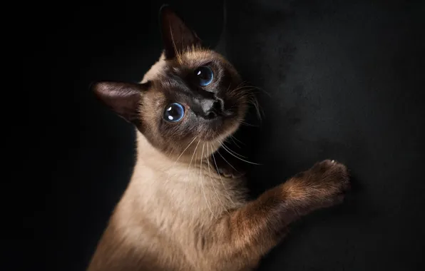 Кошка, кот, морда, темный фон, портрет, сиамский
