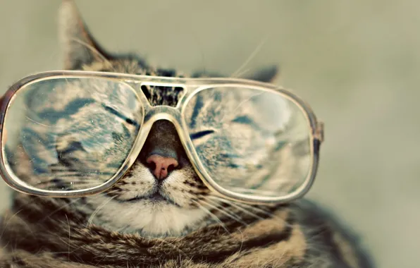 Картинка кот, очки, носик, щурится