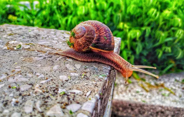 Macro, animal, worm