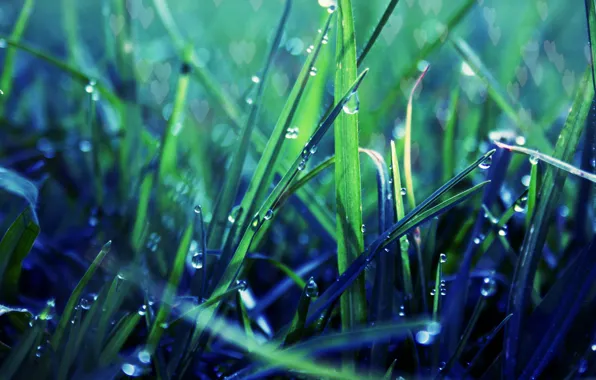 Зелень, трава, капли, макро, роса, газон