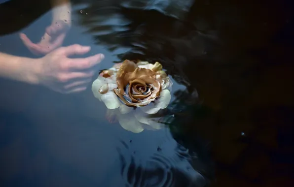 Картинка вода, фон, роза