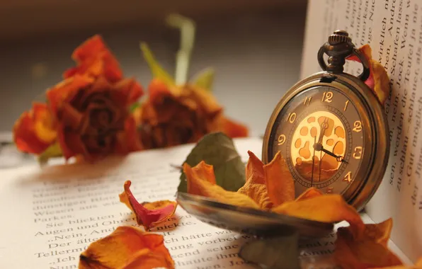 Цветок, макро, время, часы, лепестки, книжка