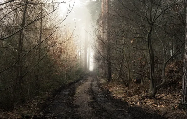 Дорога, лес, природа