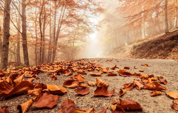 Картинка дорога, осень, листья, туман