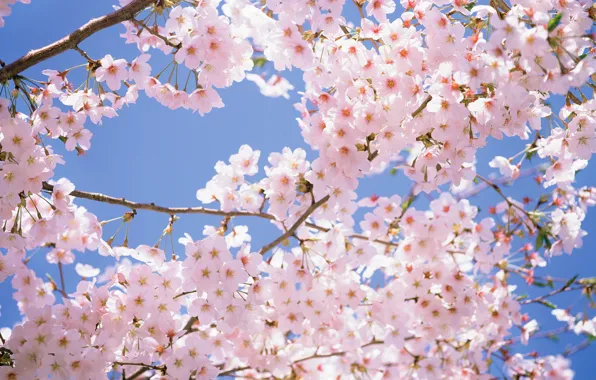 Небо, цветы, ветки, вишня, нежность, красота, весна, лепестки