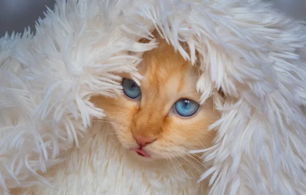 Кошка, белый, кот, взгляд, морда, портрет, капюшон, мех