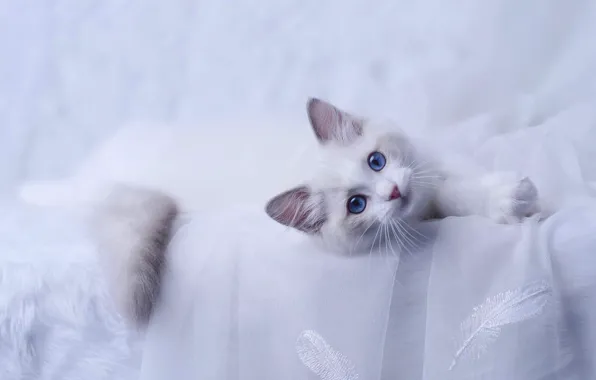 Кошка, белый, взгляд, поза, котенок, белый фон, ткань, лежит