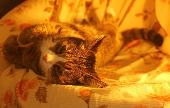 Кошка, мило, кресло, отдыхает