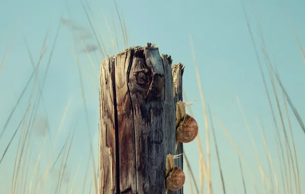 Forest, landscape, log, snails