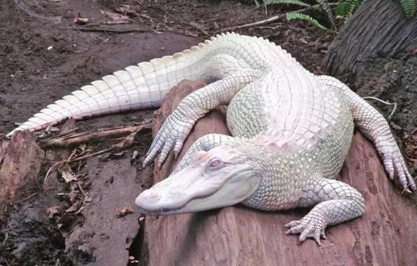 White, animal, albino, alligator, Mississippi