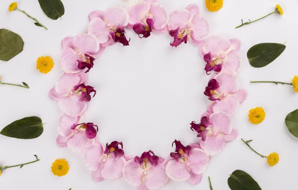 Цветы, листочки, орхидеи, бутоны, yellow, flowers, leaves, orchids