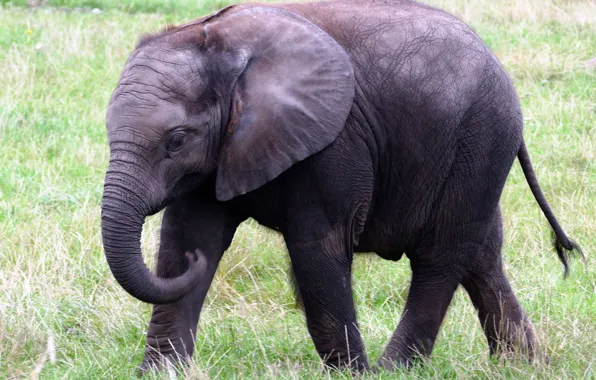 Grass, nature, big, animal, large, elephant, trunk, wildlife