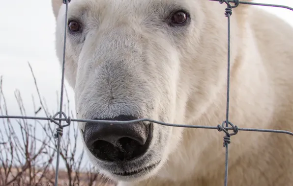 Белый, морда, медведь