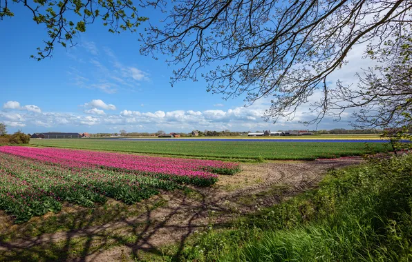 Картинка небо, облака, цветы, ветки, поля, тюльпаны, Нидерланды