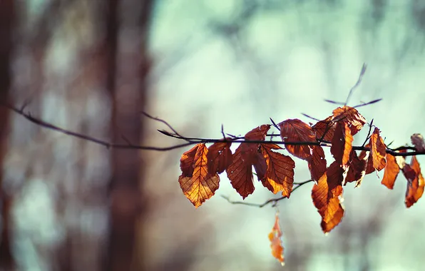 Осень, ветки, природа, ветка, жёлтые листья