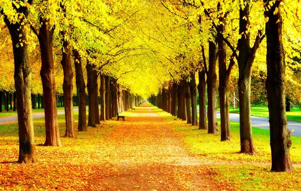 Осень, трава, листья, деревья, скамейка, природа, парк, colors