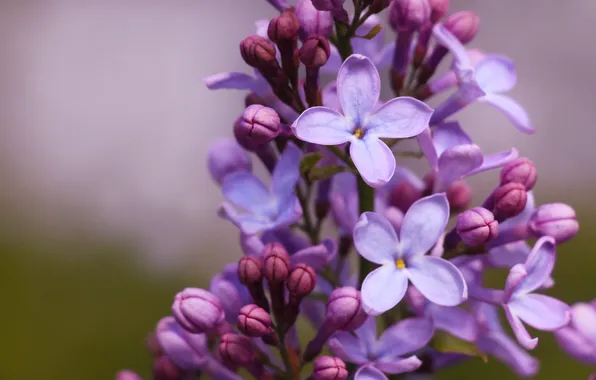 Flower, spring, lilac, twigs