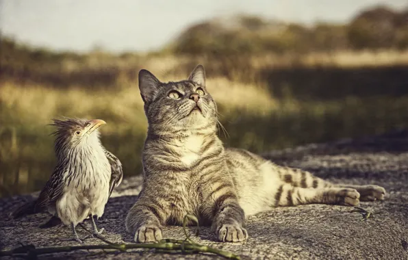 Картинка кошка, природа, птица