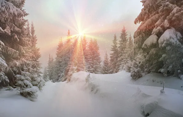 Зима, лес, солнце, снег, елка, nature, winter, snow
