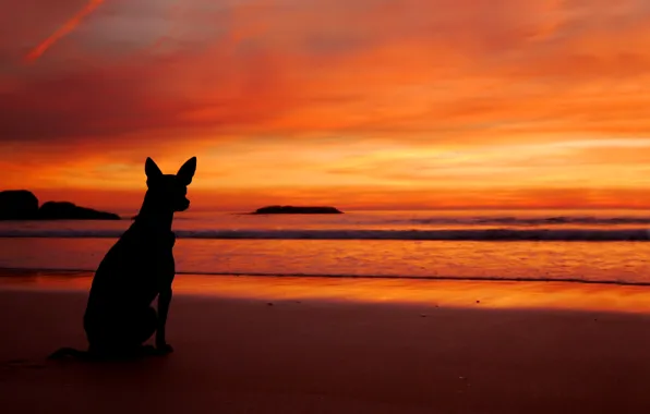 Картинка море, пляж, закат, собака, силуэт