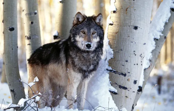 Картинка nature, predator, animal, wolf, wildlife, Canis lupus, portrait.art