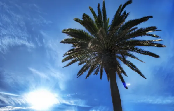 Картинка небо, солнце, облака, пальма, красота, синее, Los Angeles, Santa Monica