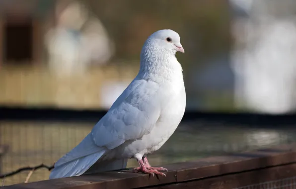 Белый, птица, голубь