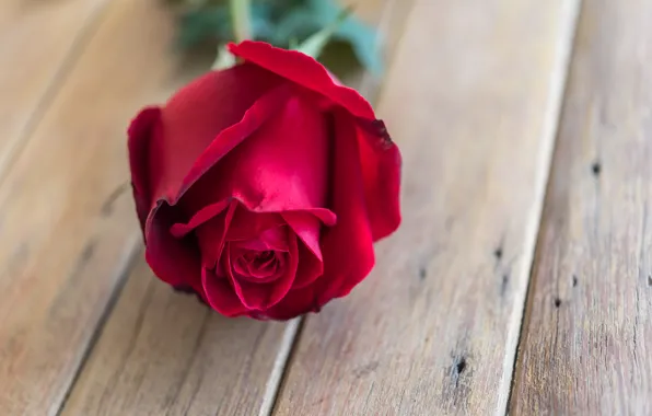 Цветок, розы, бутон, red, rose, красная роза, flower, wood