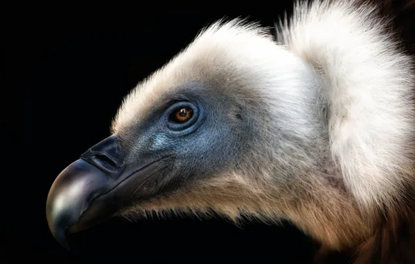 Птица, клюв, Стервятник, VULTURE