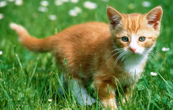 Картинка котенок, Трава, рыжий
