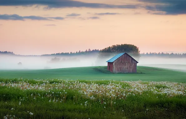 Картинка поле, небо, трава, деревья, цветы, туман, сарай