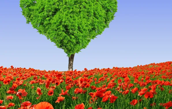 Картинка поле, цветы, дерево, сердце, маки, весна, луг, love