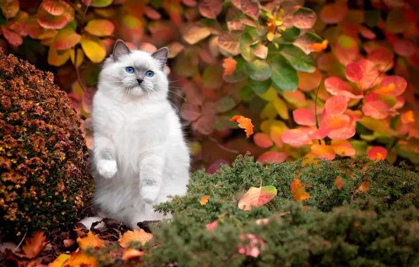 Картинка осень, кошка, белый, трава, кот, листья, природа, голубые глаза