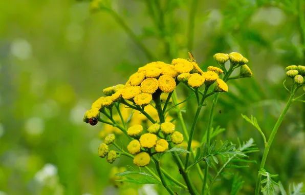 Картинка flower, yellow, meadow