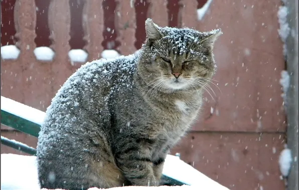 Картинка зима, кот, серый, большой, снегопад
