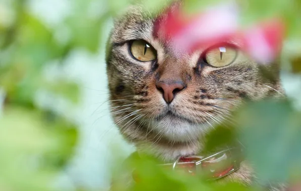 Картинка кошка, глаза, кот, взгляд, морда