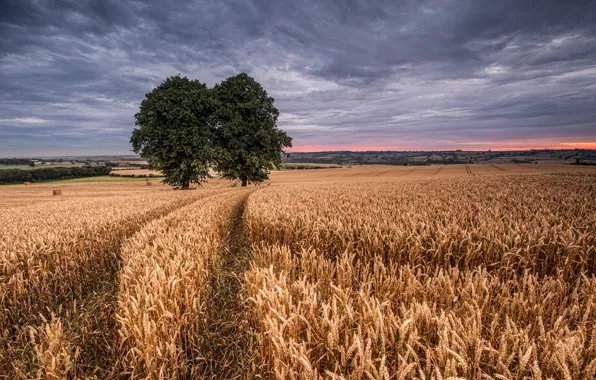 Пшеница, поле, два дерева
