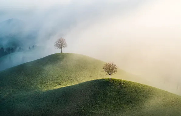 Картинка деревья, природа, туман, холмы, утро