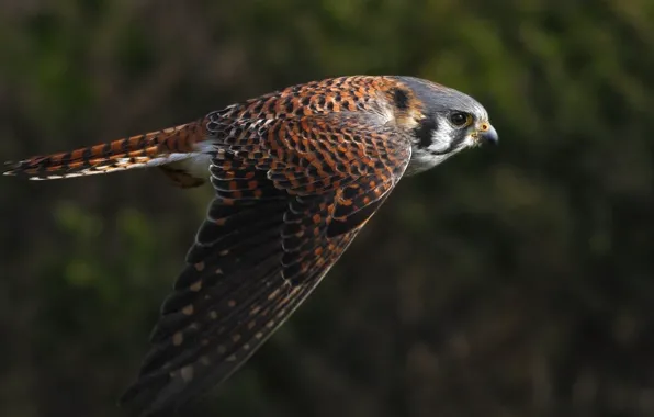 Картинка animals, birds, falcons, selective focus of a brown and black bird